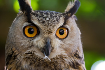 Bubo bubo - Gufo reale