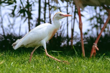 Bubulcus ibis - Airone guardabuoi