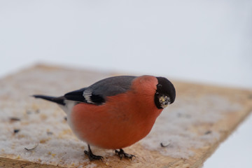bird bullfinch pecks sunflower seeds in winter