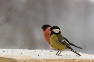 Bird of bullfinch and titmole in winter on a bird feeder