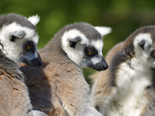 Portrait ring-tailed lemurs (Lemur catta) 