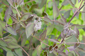 Clematis recta purpurea green foliage