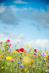 Obraz na płótnie Canvas Wild Flower Meadow in Wales