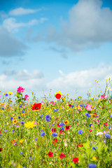 Wild Flower Meadow in Wales