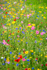 Wild Flower Meadow in Wales