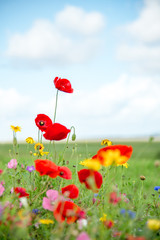 Wild Flower Meadow in Wales