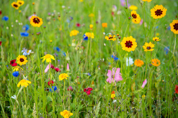 Wild Flower Meadow in Wales
