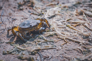 Crab on algae subsoil