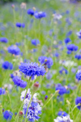 Obraz premium Cornflowers in a Meadow