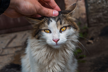 A stray cat outside in the courtyard of the house