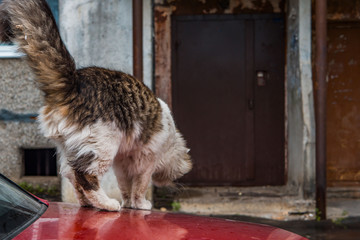 A stray cat outside in the courtyard of the house