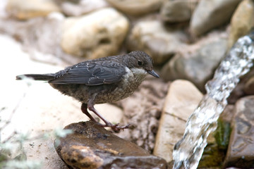 Cinclus cinclus - Merlo acquaiolo