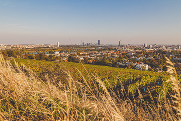 Obraz premium View over vineyard towards city of Vienna