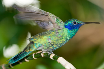 Colibri coruscans - Sparkling violetear