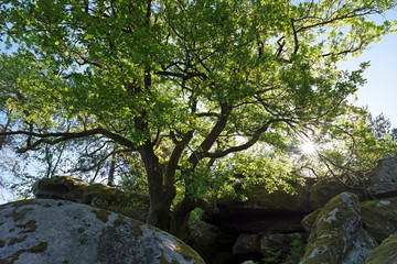 sandstone rocks in Nemours forest