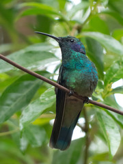 Colibri thalassinus - Colibri orecchieviola talassino