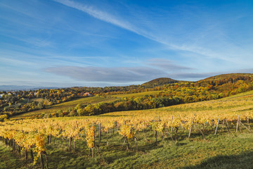 Fototapeta na wymiar Autumnal view of vineyard in Vienna (Austria)