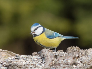 Cyanistes caeruleus - Cinciarella