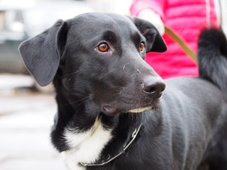 A short-haired dog mongrel listen on a walk