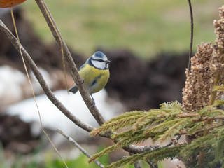 Cyanistes caeruleus - Cinciarella