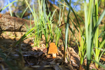delicious mushroom among the spring grass