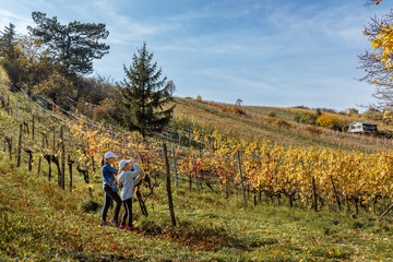 Two young girls picking grapes in vineyard