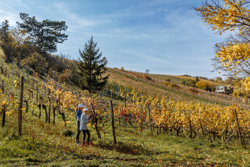 Fototapeta na wymiar Two young girls picking grapes in vineyard