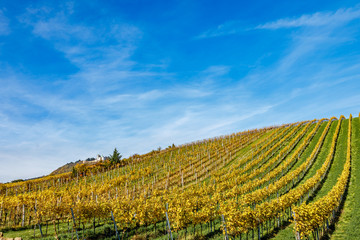 Autumnal view of vineyard in Vienna (Austria)