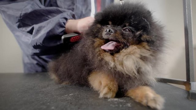 Close up shot of a groomer brushing dog's fur.