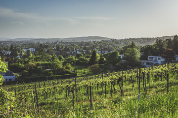 Fototapeta na wymiar View over Grinzing from the vineyards