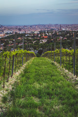 Fototapeta na wymiar View over Vienna from the vineyards in Nussdorf