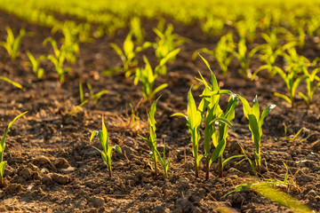 Close-up shots of young corn growing on the field