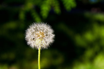 Alone dandelion on green background