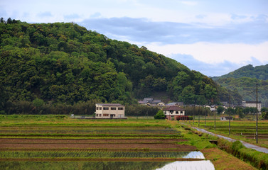 Fototapeta na wymiar Rice fields in the Japanese countryside near a small town