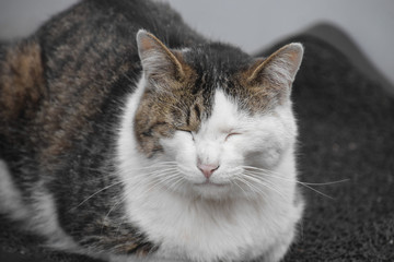 a sleeping cat in Setouchi town / 昼寝する三毛ネコ ＠瀬戸内(正面)