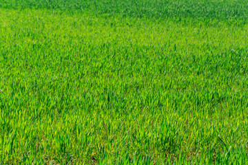 beautiful Green field