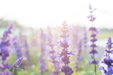 close up of lavender