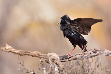 Spotless starling perched on a branch