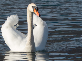 Cygnus olor - Cigno reale