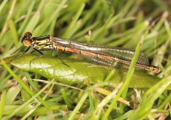 Frühe Adonislibelle