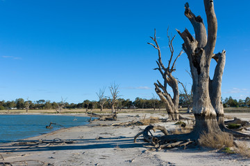 The dead red gum trees in the drought affected lake bonney in barmera south australia on 7th October 2009