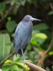 Egretta caerulea - Airone azzurro minore
