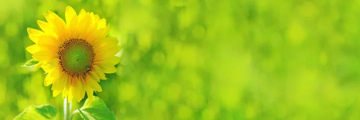 Photo sur Plexiglas Tournesol Tournesol jaune vif sur fond de champ vert flou. Tournesol en fleurs.