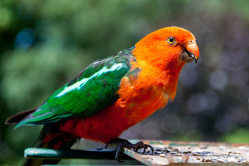 A wild male king parrot eating seeds in Lithgow New south Wales Australia on 21st January 2010