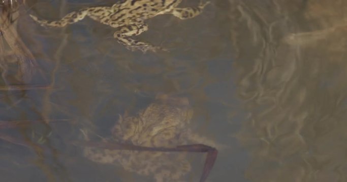 The common toada are mating in the pond, spring, 4k