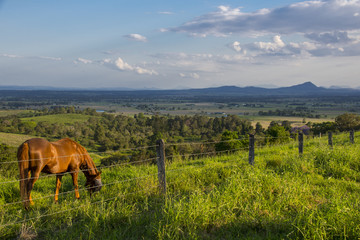 Scenic Rim in Queensland, Australia with horse
