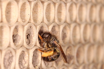 Wildbiene am Insektenhotel