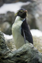 Eudyptes chrysocome - Pinguino delle rocce