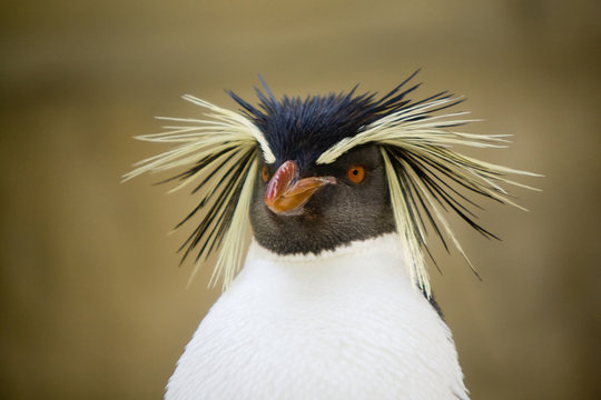 Eudyptes chrysocome - Pinguino delle rocce
