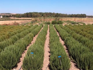 Campo coltivato con rosmarino